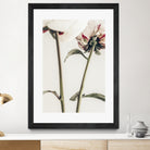 Peony 01 by Pictufy on GIANT ART - still life flower