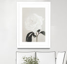 Peony 03 by Pictufy Studio III on GIANT ART - still life flower