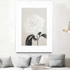 Peony 03 by Pictufy Studio III on GIANT ART - still life flower