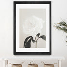 Peony 03 by Pictufy Studio III on GIANT ART - still life flower