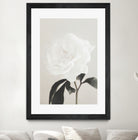 Peony 03 by Pictufy Studio III on GIANT ART - still life flower