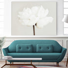 Peony 11 by Pictufy Studio III on GIANT ART - photography flower