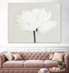 Peony 11 by Pictufy Studio III on GIANT ART - photography flower