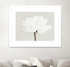 Peony 11 by Pictufy Studio III on GIANT ART - photography flower