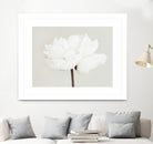 Peony 11 by Pictufy Studio III on GIANT ART - photography flower