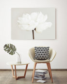 Peony 11 by Pictufy Studio III on GIANT ART - photography flower