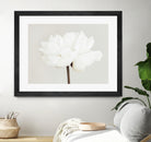 Peony 11 by Pictufy Studio III on GIANT ART - photography flower