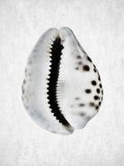 Spring Tide by Shot by Clint on GIANT ART - macro seashell art