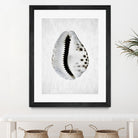 Spring Tide by Shot by Clint on GIANT ART - macro seashell art