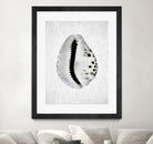 Spring Tide by Shot by Clint on GIANT ART - macro seashell art