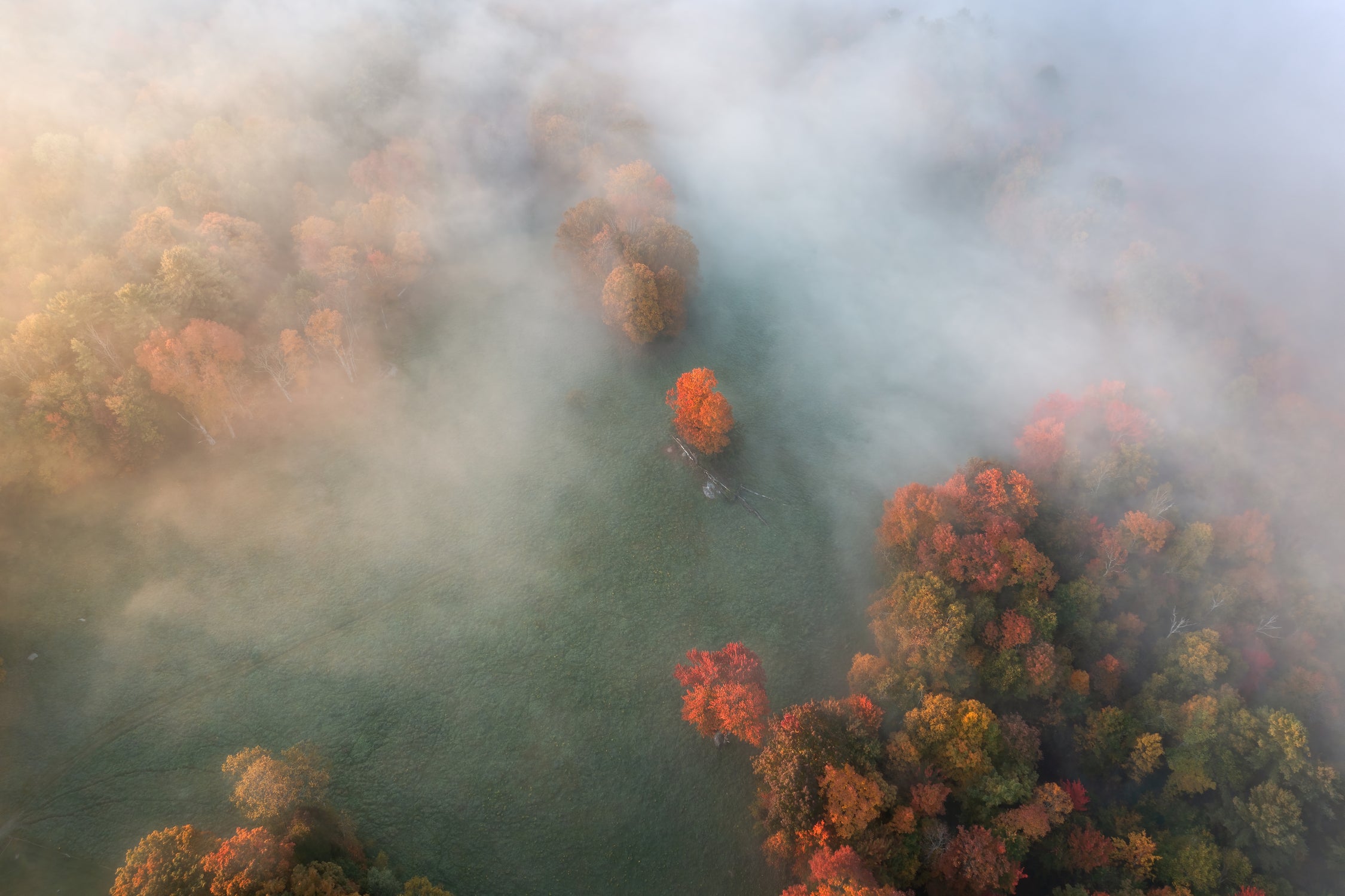 Dream Backyard by John Fan on GIANT ART - landscape no