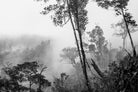 Trees in misty forest by Photolovers on GIANT ART - photograhy forest