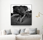 Windswept Tree by Injidup Western Australia on GIANT ART - black and white mark