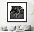 Windswept Tree by Injidup Western Australia on GIANT ART - black and white mark