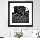 Windswept Tree by Injidup Western Australia on GIANT ART - black and white mark