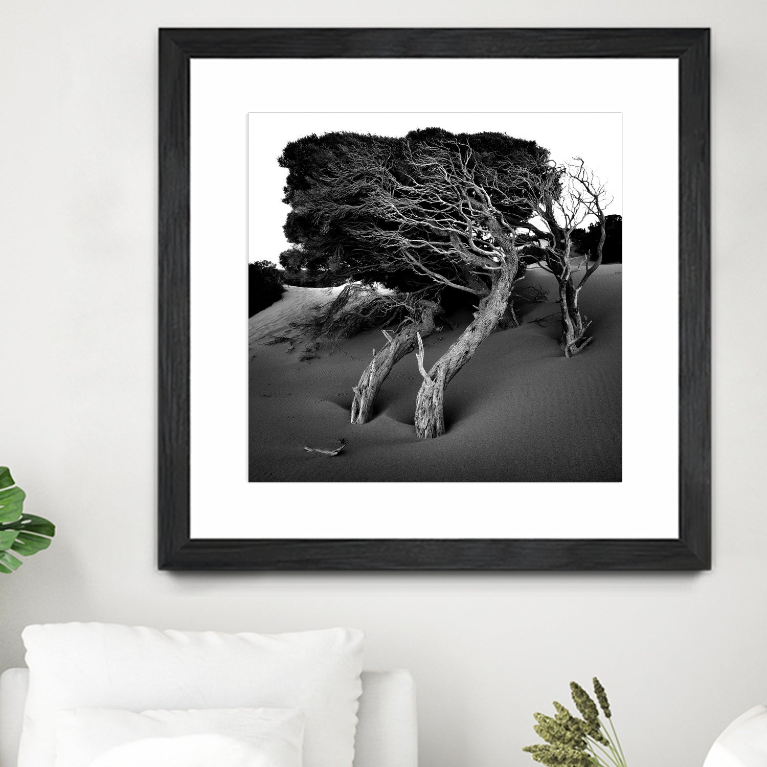 Windswept Tree by Injidup Western Australia on GIANT ART - black and white mark