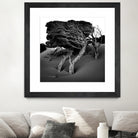 Windswept Tree by Injidup Western Australia on GIANT ART - black and white mark