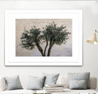 Olive Trees by Photolovers on GIANT ART - landscape plant