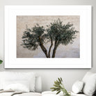 Olive Trees by Photolovers on GIANT ART - landscape plant