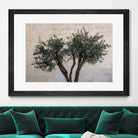 Olive Trees by Photolovers on GIANT ART - landscape plant
