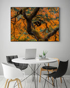 Golden Ratio by Junhao Wang on GIANT ART - orange botanical orange