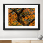 Golden Ratio by Junhao Wang on GIANT ART - orange botanical orange