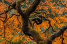 Golden Ratio by Junhao Wang on GIANT ART - orange botanical orange