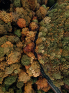 Autumn's Winding Path by Javier Pardina on GIANT ART - forest landscape  forest