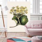 Korikor Drawn By Sarah Featon (1848a¬Ä¬ì1927 by Sarah Featon on GIANT ART - flowers and plants vintage botanical