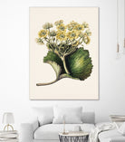 Korikor Drawn By Sarah Featon (1848a¬Ä¬ì1927 by Sarah Featon on GIANT ART - flowers and plants vintage botanical