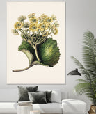 Korikor Drawn By Sarah Featon (1848a¬Ä¬ì1927 by Sarah Featon on GIANT ART - flowers and plants vintage botanical