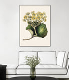 Korikor Drawn By Sarah Featon (1848a¬Ä¬ì1927 by Sarah Featon on GIANT ART - flowers and plants vintage botanical