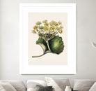 Korikor Drawn By Sarah Featon (1848a¬Ä¬ì1927 by Sarah Featon on GIANT ART - flowers and plants vintage botanical