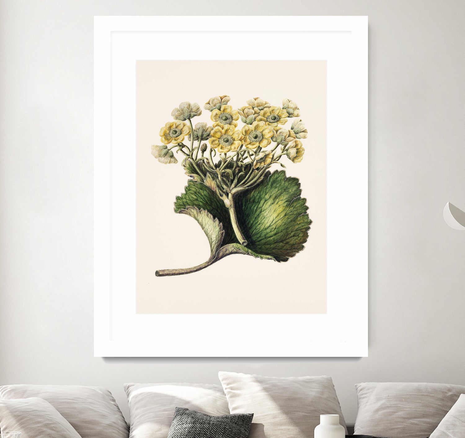 Korikor Drawn By Sarah Featon (1848a¬Ä¬ì1927 by Sarah Featon on GIANT ART - flowers and plants vintage botanical