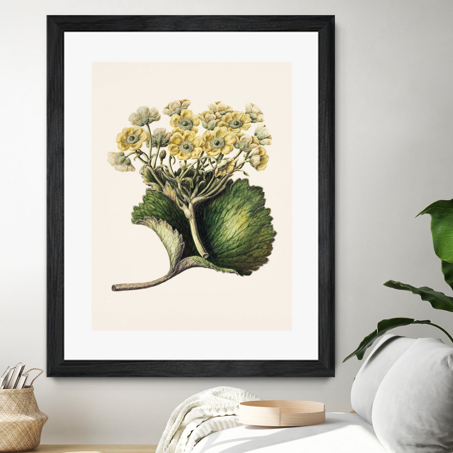 Korikor Drawn By Sarah Featon (1848a¬Ä¬ì1927 by Sarah Featon on GIANT ART - flowers and plants vintage botanical