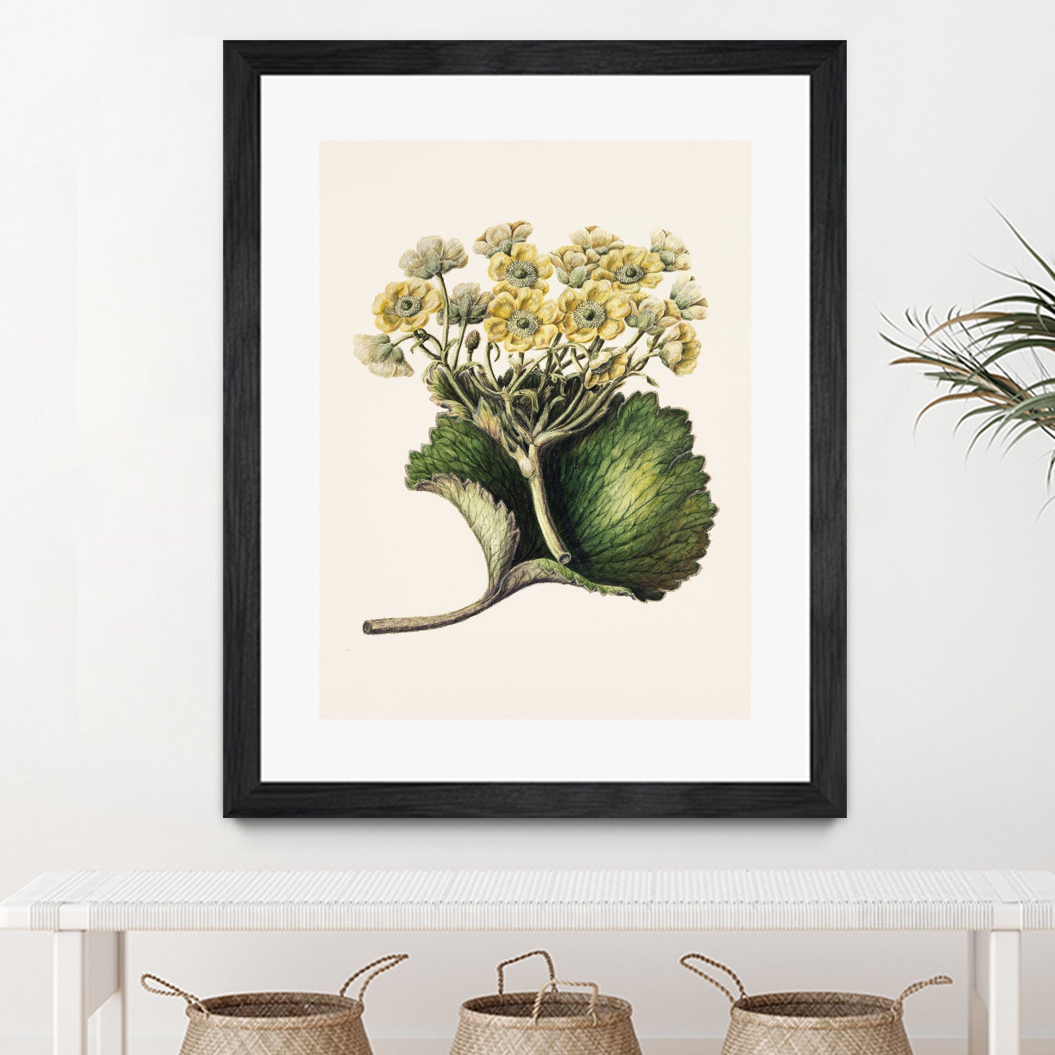 Korikor Drawn By Sarah Featon (1848a¬Ä¬ì1927 by Sarah Featon on GIANT ART - flowers and plants vintage botanical