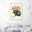 Korikor Drawn By Sarah Featon (1848a¬Ä¬ì1927 by Sarah Featon on GIANT ART - flowers and plants vintage botanical