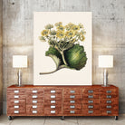 Korikor Drawn By Sarah Featon (1848a¬Ä¬ì1927 by Sarah Featon on GIANT ART - flowers and plants vintage botanical