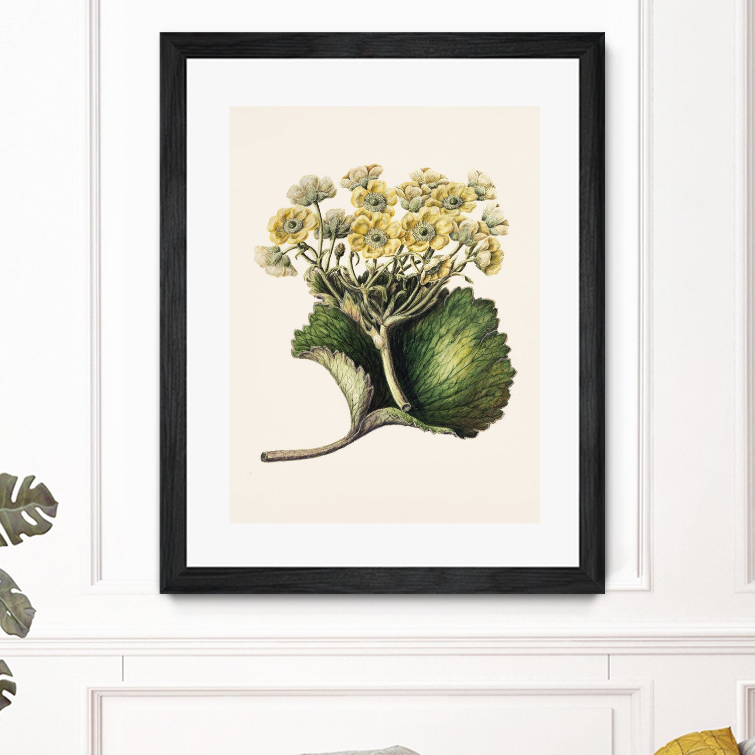 Korikor Drawn By Sarah Featon (1848a¬Ä¬ì1927 by Sarah Featon on GIANT ART - flowers and plants vintage botanical