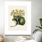 Korikor Drawn By Sarah Featon (1848a¬Ä¬ì1927 by Sarah Featon on GIANT ART - flowers and plants vintage botanical