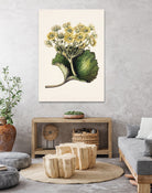 Korikor Drawn By Sarah Featon (1848a¬Ä¬ì1927 by Sarah Featon on GIANT ART - flowers and plants vintage botanical