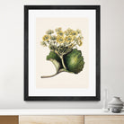 Korikor Drawn By Sarah Featon (1848a¬Ä¬ì1927 by Sarah Featon on GIANT ART - flowers and plants vintage botanical