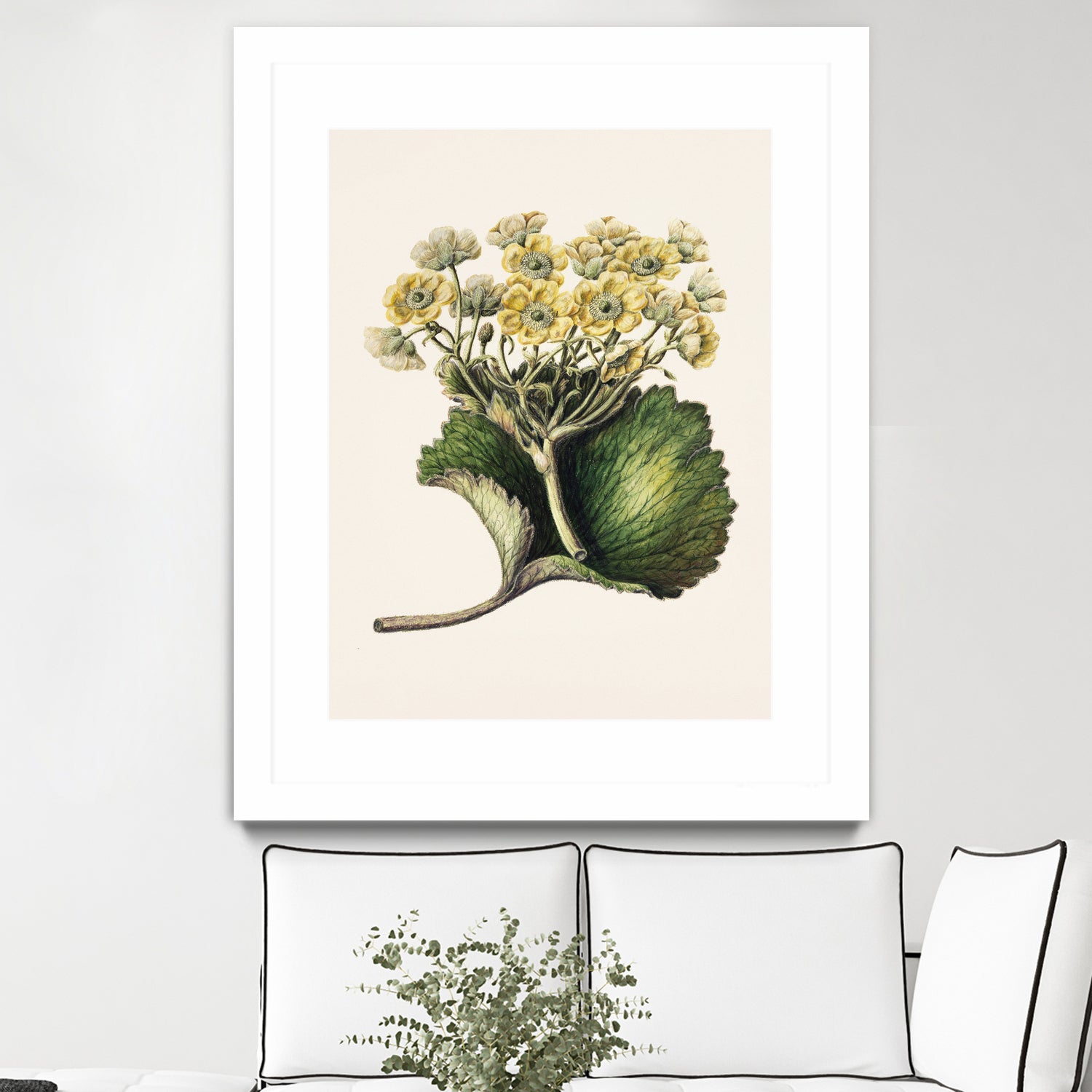 Korikor Drawn By Sarah Featon (1848a¬Ä¬ì1927 by Sarah Featon on GIANT ART - flowers and plants vintage botanical