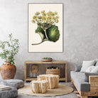 Korikor Drawn By Sarah Featon (1848a¬Ä¬ì1927 by Sarah Featon on GIANT ART - flowers and plants vintage botanical