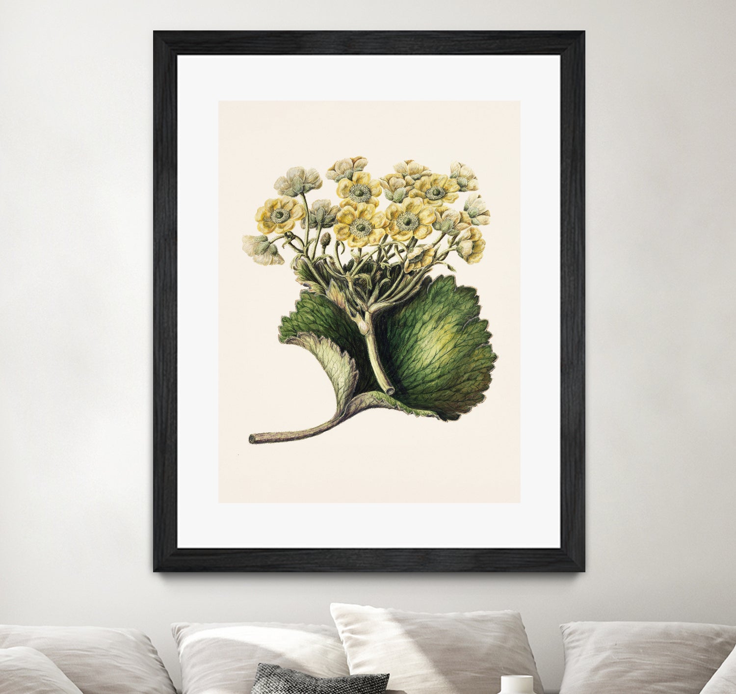 Korikor Drawn By Sarah Featon (1848a¬Ä¬ì1927 by Sarah Featon on GIANT ART - flowers and plants vintage botanical