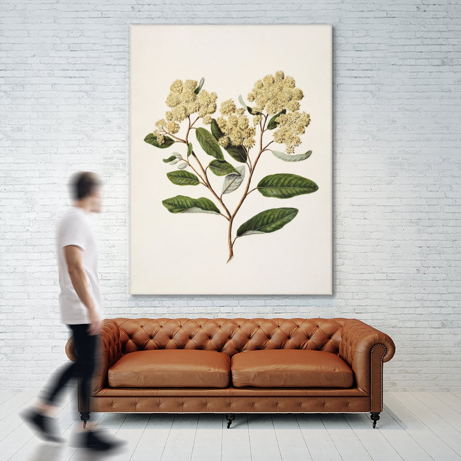 Kumarahou Drawn By Sarah Featon (1848a¬Ä¬ì1927 by Sarah Featon on GIANT ART - flowers and plants vintage botanical