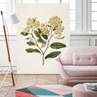 Kumarahou Drawn By Sarah Featon (1848a¬Ä¬ì1927 by Sarah Featon on GIANT ART - flowers and plants vintage botanical