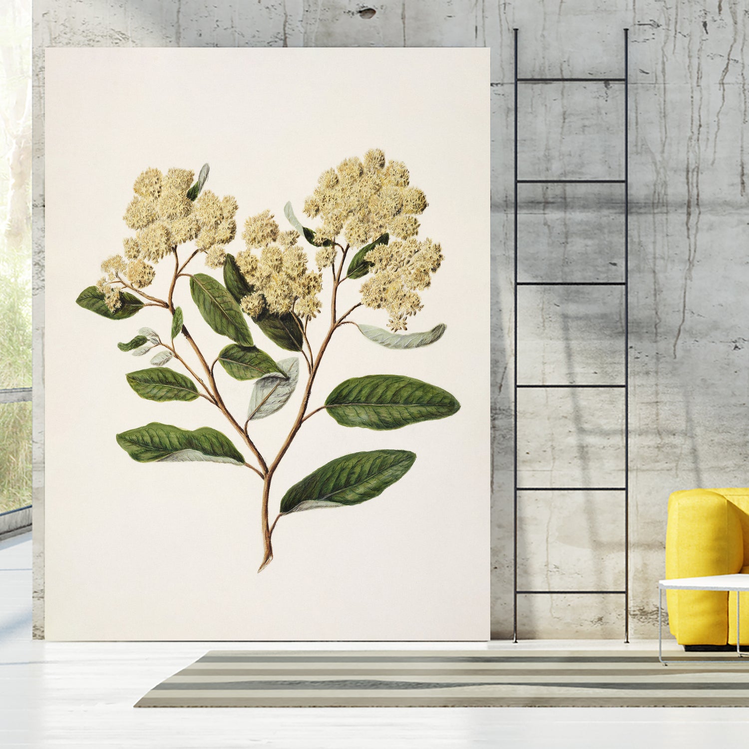 Kumarahou Drawn By Sarah Featon (1848a¬Ä¬ì1927 by Sarah Featon on GIANT ART - flowers and plants vintage botanical