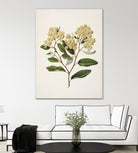 Kumarahou Drawn By Sarah Featon (1848a¬Ä¬ì1927 by Sarah Featon on GIANT ART - flowers and plants vintage botanical