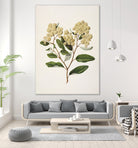 Kumarahou Drawn By Sarah Featon (1848a¬Ä¬ì1927 by Sarah Featon on GIANT ART - flowers and plants vintage botanical